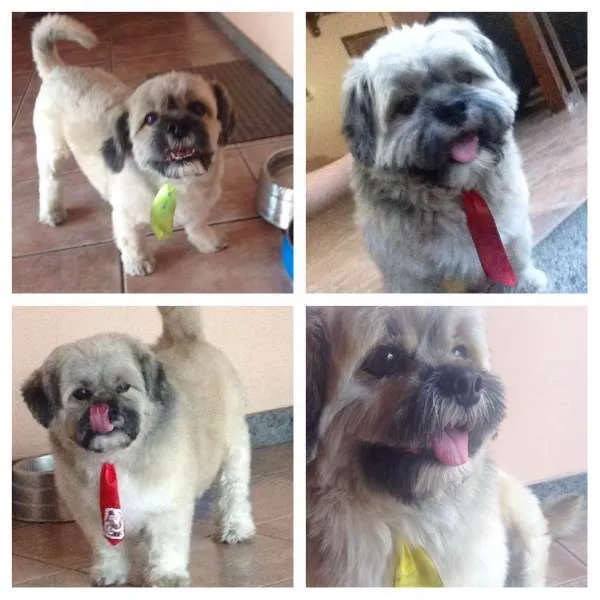 Cachorro ra a Lhasa Apso idade 6 ou mais anos nome Jimmy GRATIFICA