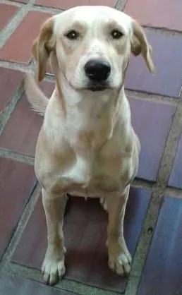 Cachorro raça SRD idade 1 ano nome sofia