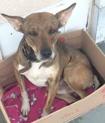 Cachorro ra a vira lata idade 4 anos nome Não sei
