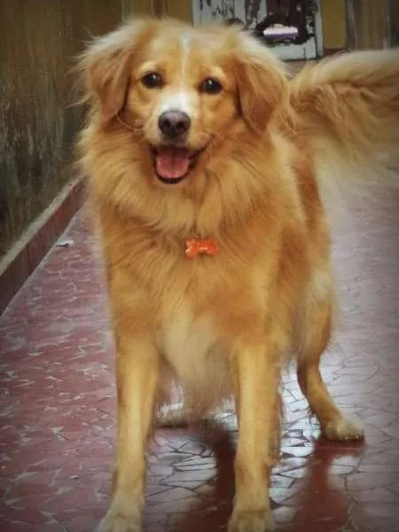 Cachorro ra a SRD idade 4 anos nome Fredy