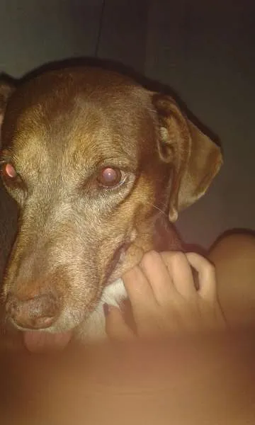 Cachorro ra a SRD idade 6 ou mais anos nome Chiquita