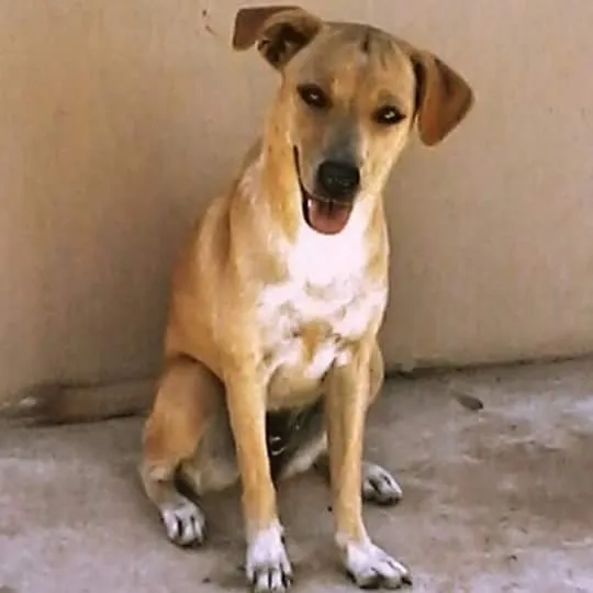 Cachorro ra a VIRA LATA idade 1 ano nome LAIKA