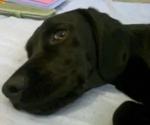 Cachorro raça Cocker com Vira Lata idade 2 anos nome Pitoco