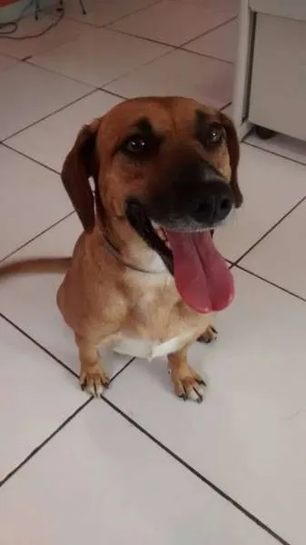 Cachorro ra a SRD idade 1 ano nome Bob