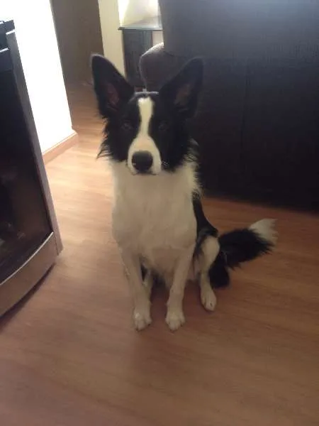 Cachorro ra a Border Collie idade 7 a 11 meses nome Panda 