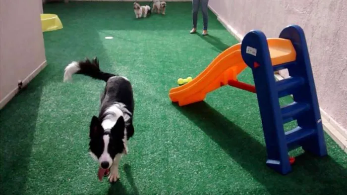 Cachorro ra a Border Collie idade 7 a 11 meses nome Panda 