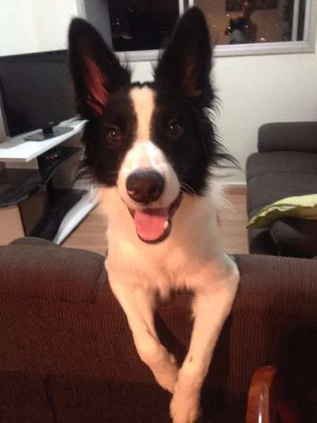 Cachorro ra a Border Collie idade 7 a 11 meses nome Panda 