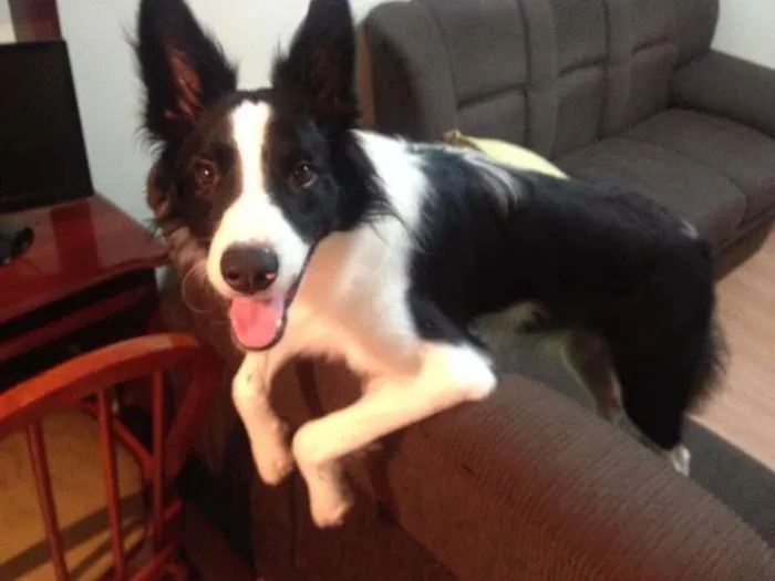 Cachorro ra a Border Collie idade 7 a 11 meses nome Panda 