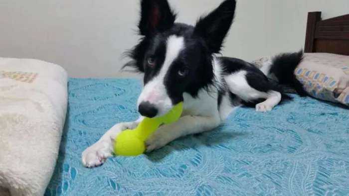 Cachorro ra a Border Collie idade 7 a 11 meses nome Panda 