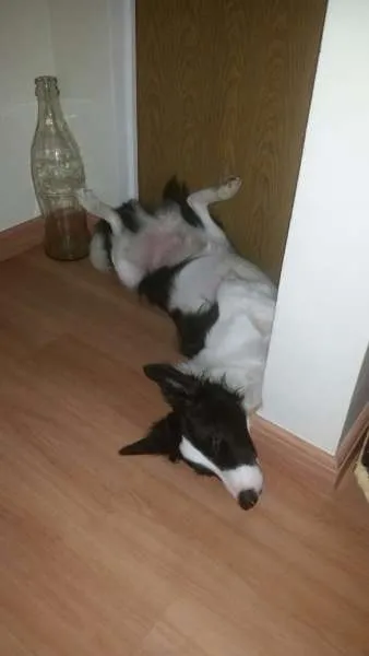 Cachorro ra a Border Collie idade 7 a 11 meses nome Panda 