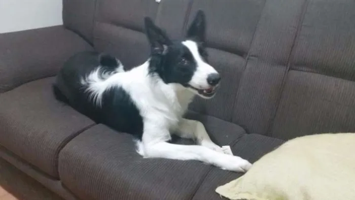 Cachorro ra a Border Collie idade 7 a 11 meses nome Panda 
