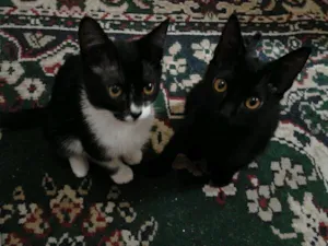 Gato raça Gata idade 2 a 6 meses nome Ainda não tem