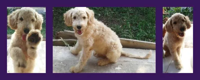Cachorro raça poodle idade 7 a 11 meses nome Anselmo