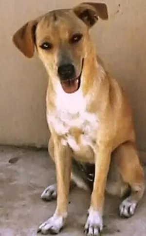 Cachorro raça VIRA LATA idade 1 ano nome LAIKA