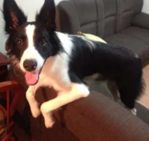 Cachorro raça Border Collie idade 7 a 11 meses nome Panda 