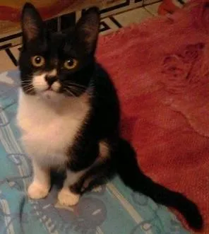 Gato raça Gata idade 2 a 6 meses nome Ainda não tem