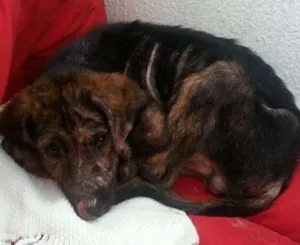 Cachorro raça SRD idade 2 a 6 meses nome Tony