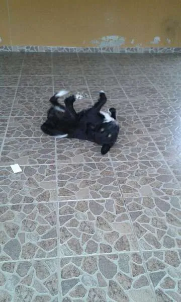 Cachorro ra a mestiça border collie idade 7 a 11 meses nome dora
