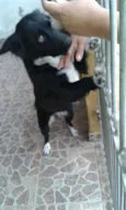 dora