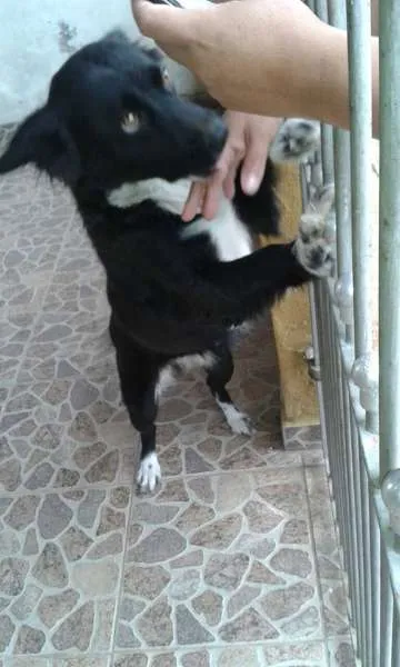 Cachorro ra a mestiça border collie idade 7 a 11 meses nome dora