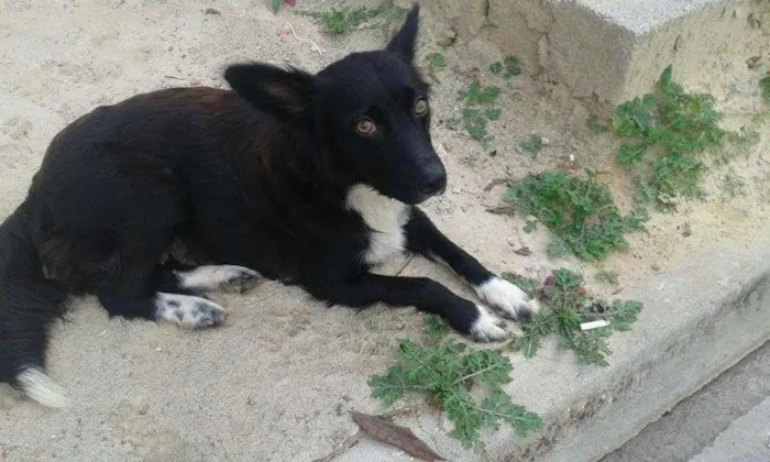 Cachorro ra a mestiça border collie idade 7 a 11 meses nome dora