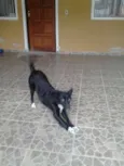 dora