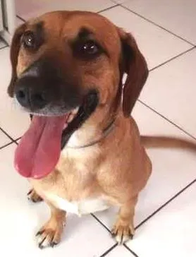 Cachorro ra a SRD idade 1 ano nome Bob