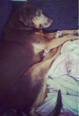 Cachorro raça SRD idade 6 ou mais anos nome Chiquita