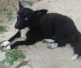 dora