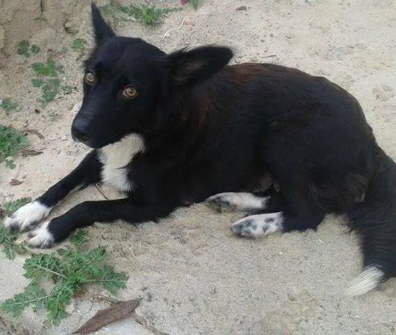 Cachorro ra a mestiça border collie idade 7 a 11 meses nome dora