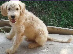 Cachorro raça poodle idade 7 a 11 meses nome Anselmo