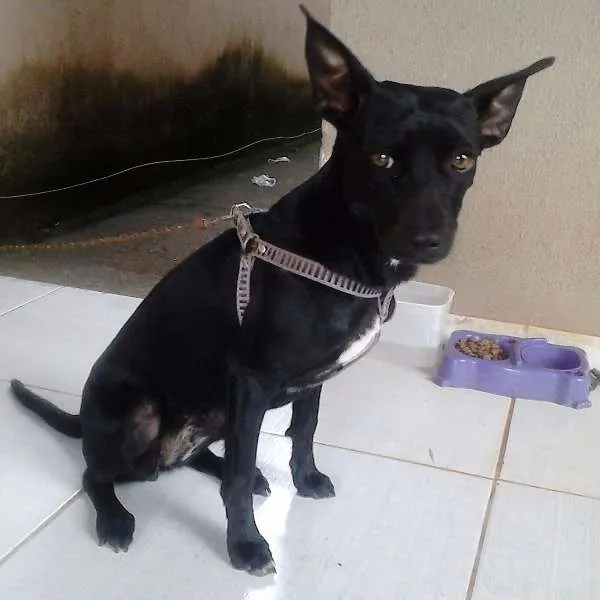 Cachorro ra a viralata idade 1 ano nome Pituka