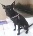 Pituka