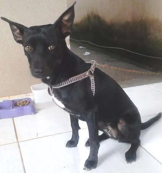Cachorro ra a viralata idade 1 ano nome Pituka