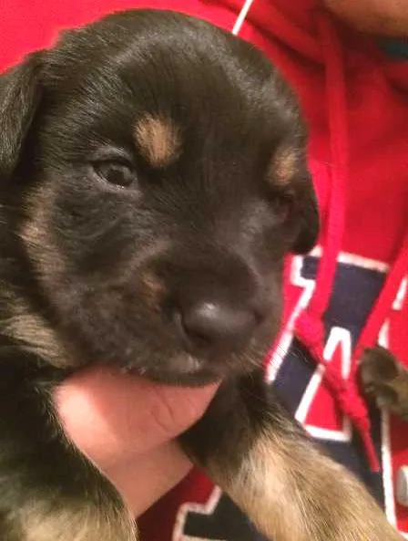 Cachorro ra a RND idade Abaixo de 2 meses nome FILHOTES LINDOS