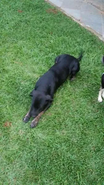 Cachorro ra a Vira Lata idade Abaixo de 2 meses nome Sem Nome