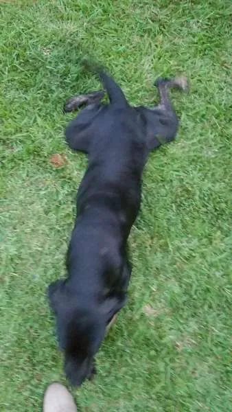 Cachorro ra a Vira Lata idade Abaixo de 2 meses nome Sem Nome