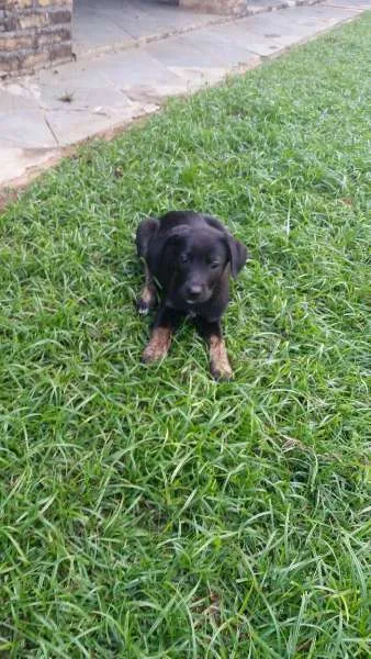 Cachorro ra a Vira Lata idade Abaixo de 2 meses nome Sem Nome