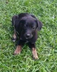 Cachorro ra a Vira Lata idade Abaixo de 2 meses nome Sem Nome