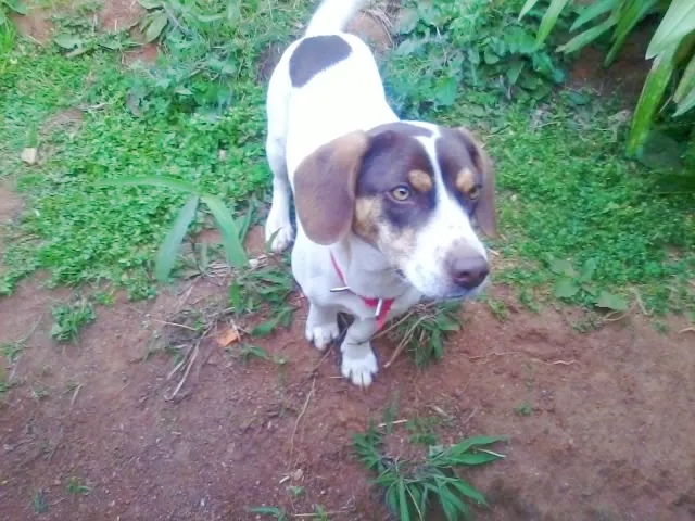 Cachorro raça SRD idade 2 anos nome Tânia