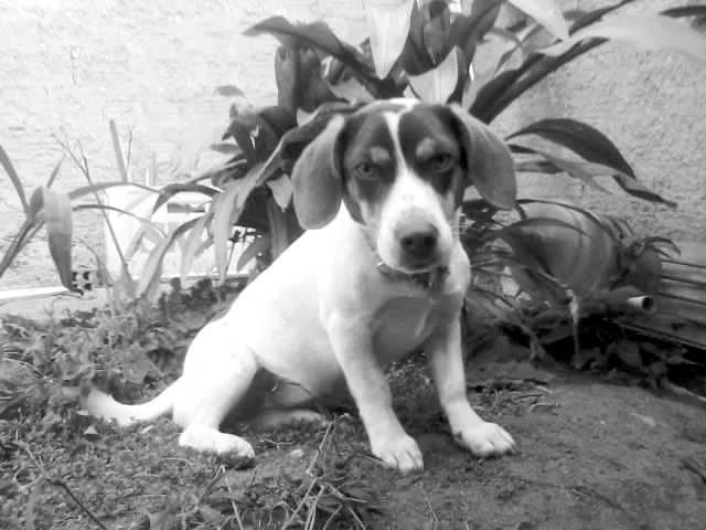 Cachorro raça SRD idade 2 anos nome Tânia