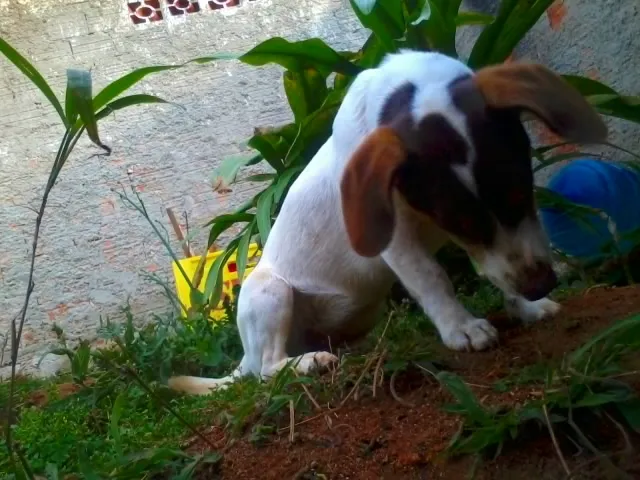 Cachorro raça SRD idade 2 anos nome Tânia