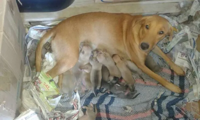 Cachorro raça VIRALATA idade  nome SEM NOME