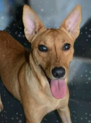 Cachorro raça SRD idade 1 ano nome Nikita