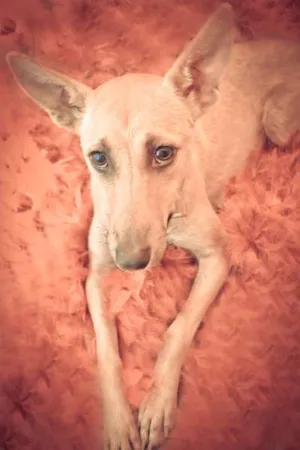 Cachorro raça srd idade 1 ano nome Menina