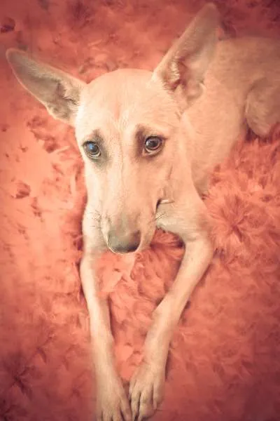 Cachorro ra a srd idade 1 ano nome Menina