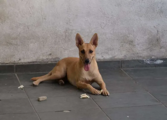 Cachorro ra a srd idade 1 ano nome Menina
