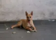 Menina