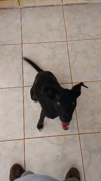 Cachorro ra a SRD idade 7 a 11 meses nome Diego