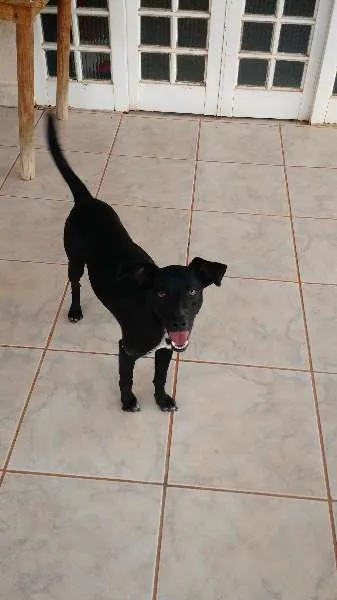 Cachorro ra a SRD idade 7 a 11 meses nome Diego